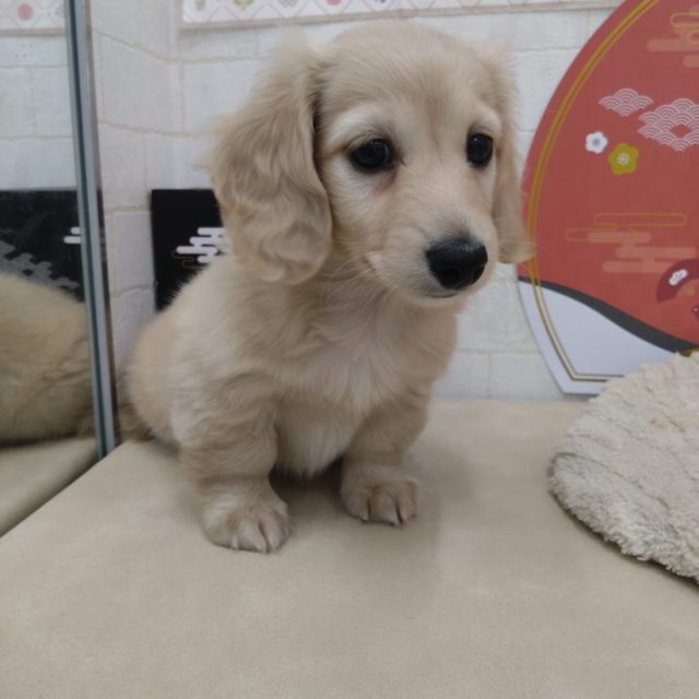 ダックスフンド（7-D12-142）