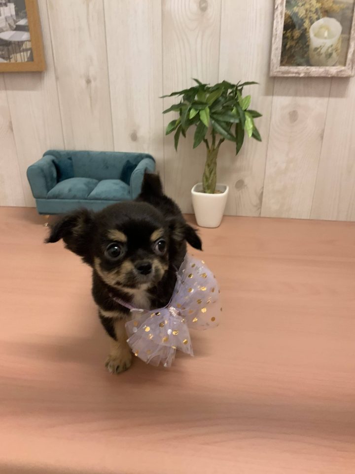 7-D11-128  チワワ（ロング）