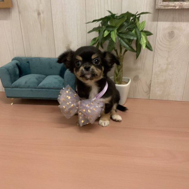 7-D11-128  チワワ（ロング）