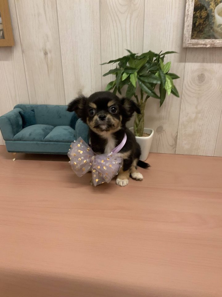 7-D11-128  チワワ（ロング）