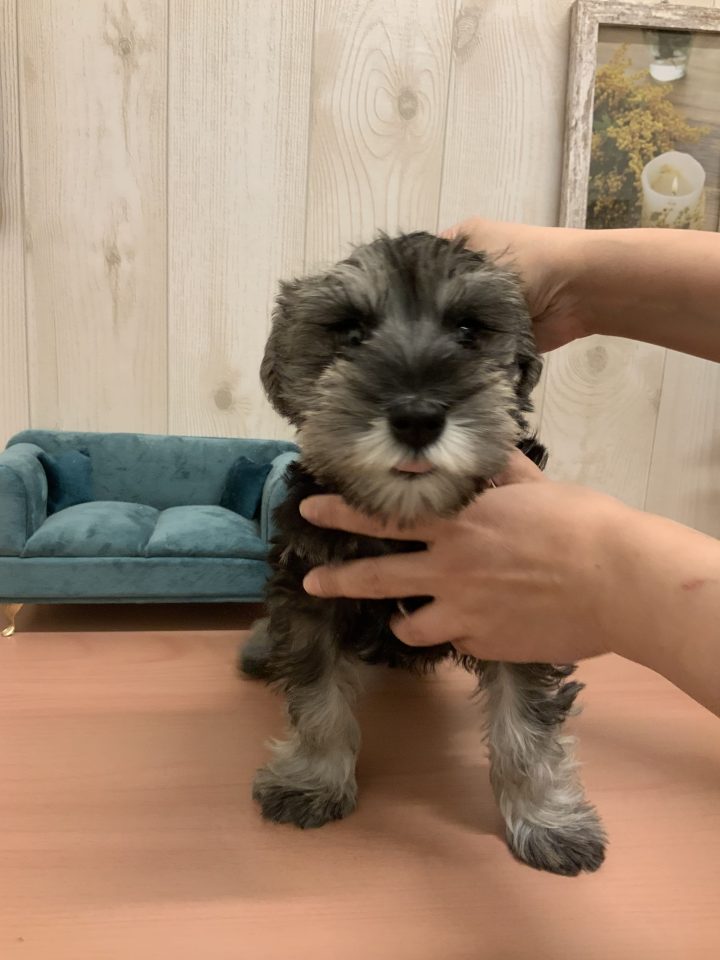 7-D11-123  ミニチュア・シュナウザー