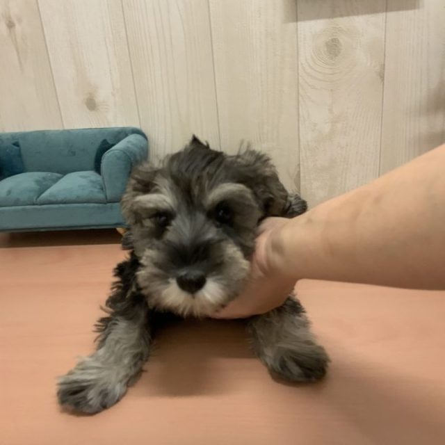 7-D11-123  ミニチュア・シュナウザー