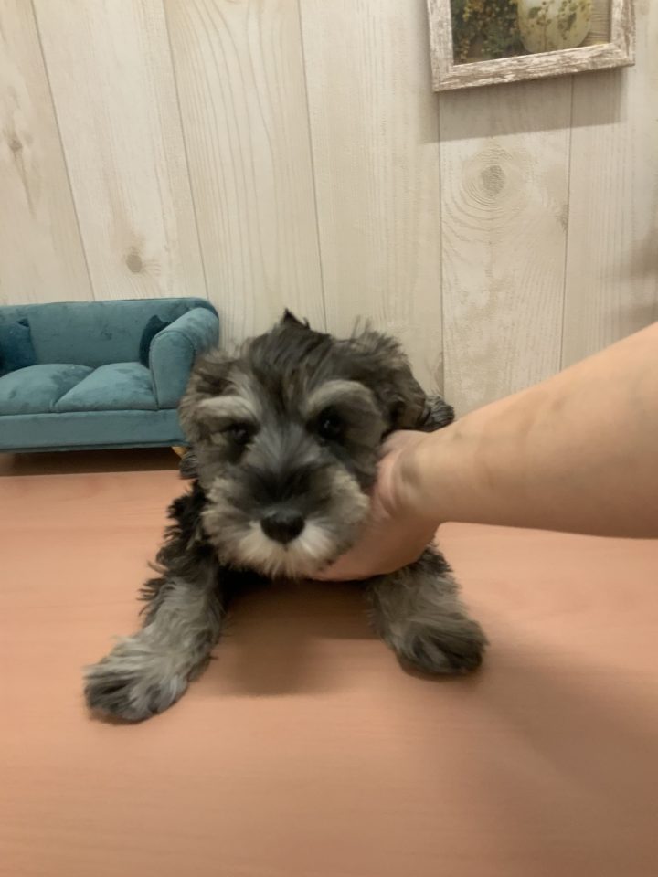 7-D11-123  ミニチュア・シュナウザー