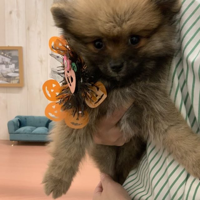 7-D11-125  ポメラニアン