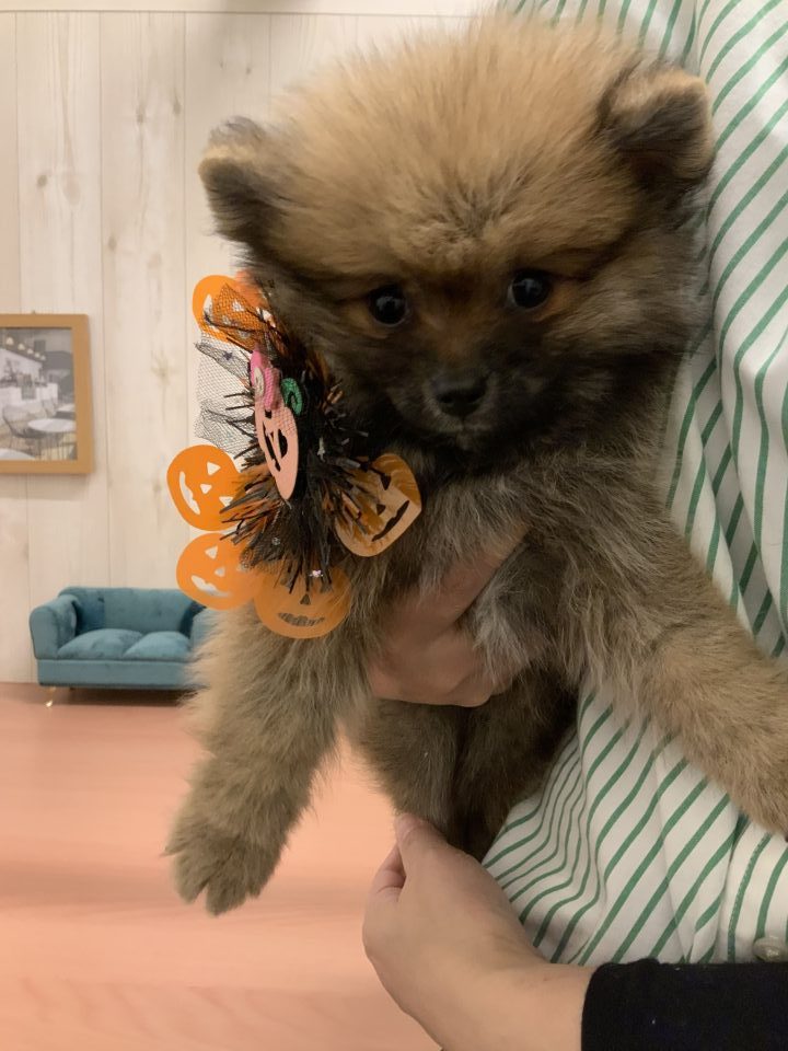 7-D11-125  ポメラニアン