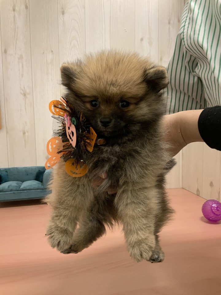 7-D11-125  ポメラニアン