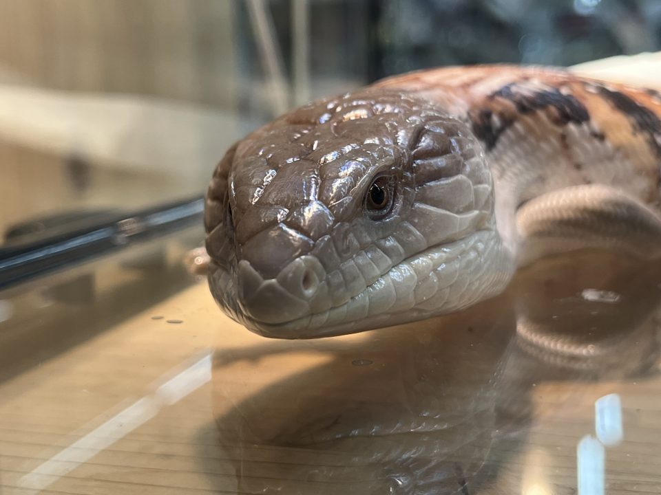 キタアオジタトカゲCB入荷