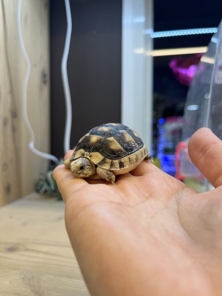 マルギナータリクガメ入荷