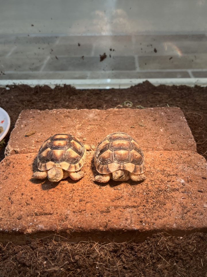 マルギナータリクガメ入荷