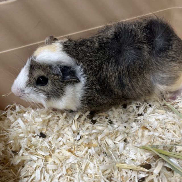 アビシニアンモルモット入荷