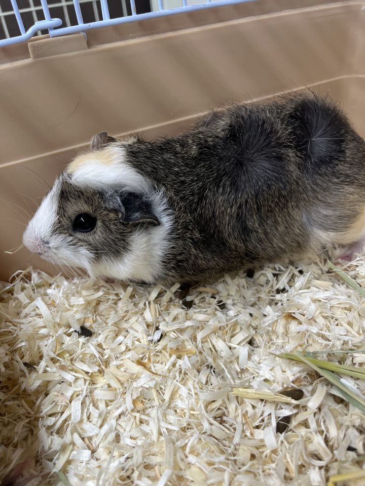 アビシニアンモルモット入荷