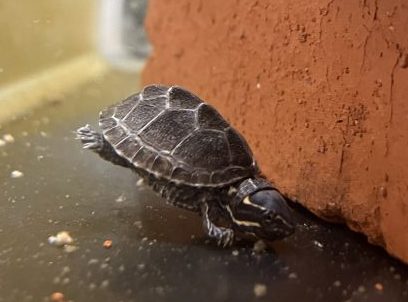 ミシシッピニオイガメ入荷