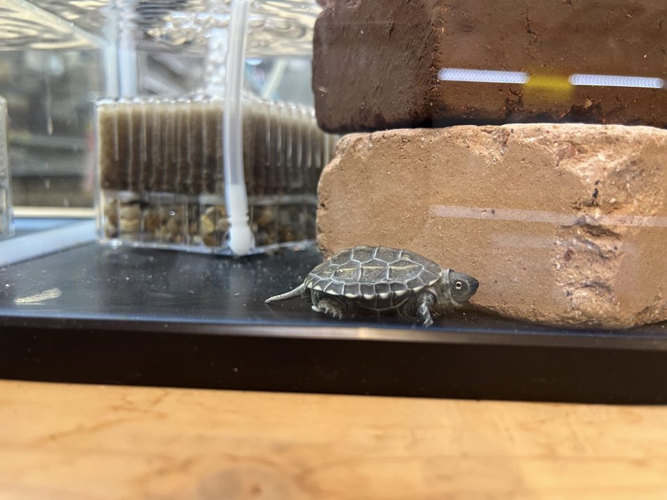 ゼニガメ　入荷