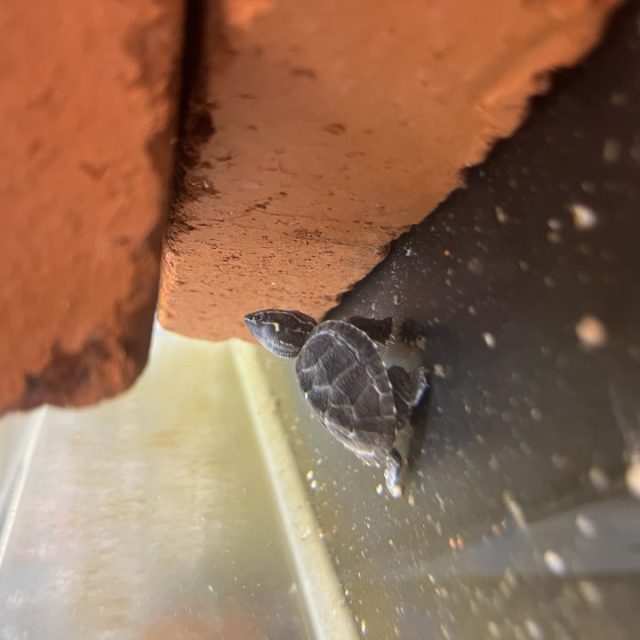 ミシシッピニオイガメ入荷