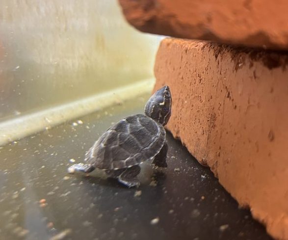 ミシシッピニオイガメ入荷