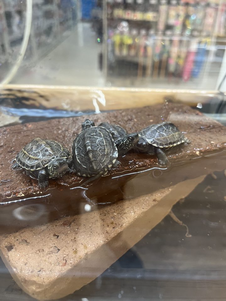 ゼニガメ　入荷