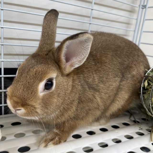 ネザーランドドワーフ入荷