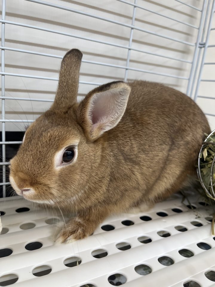 ネザーランドドワーフ入荷