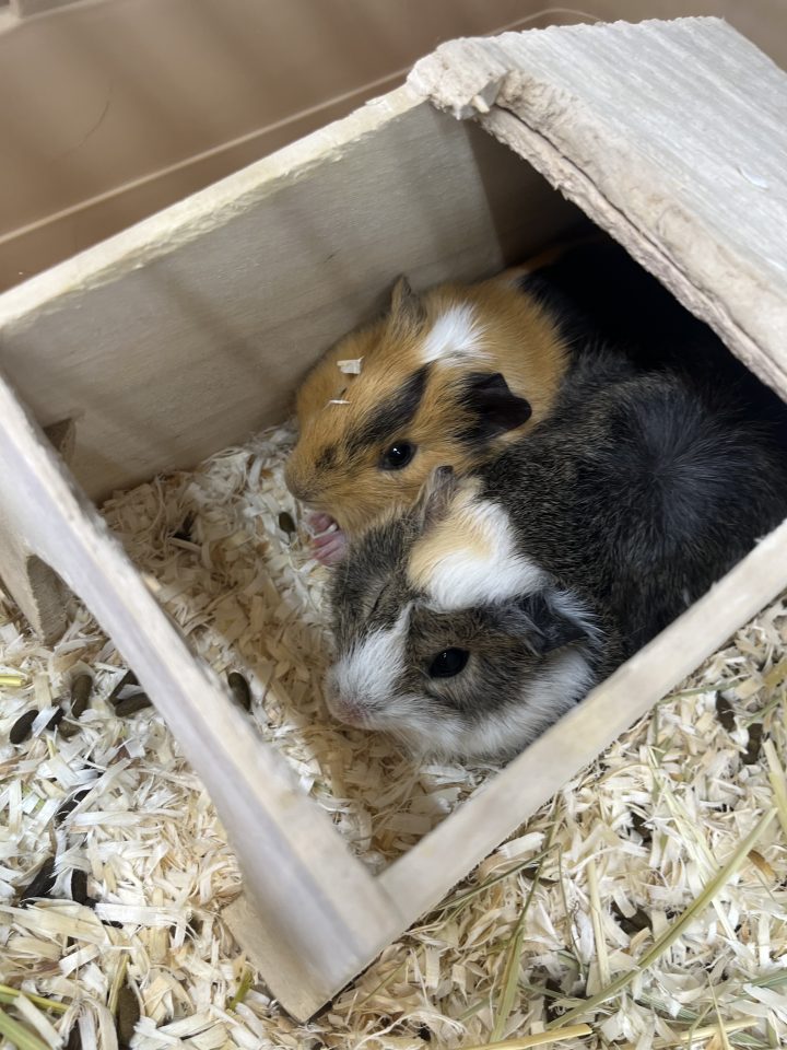 アビシニアンモルモット入荷