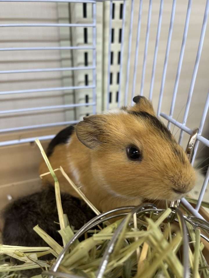 イングリッシュモルモット入荷