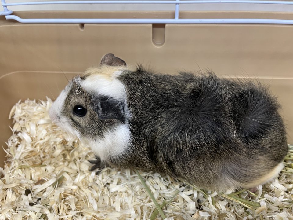 アビシニアンモルモット入荷