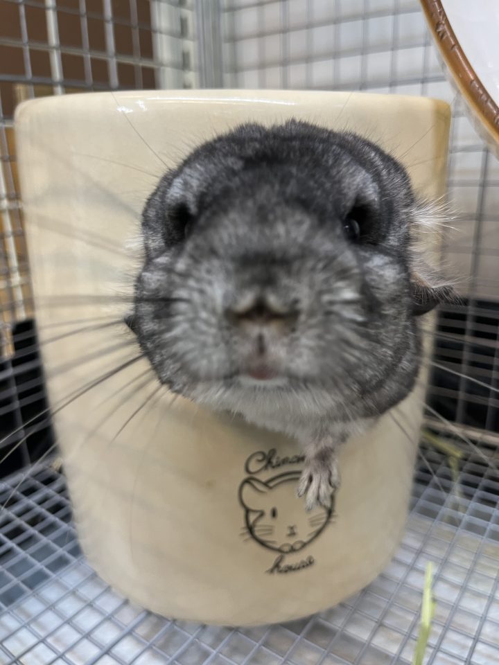 チンチラグレー入荷