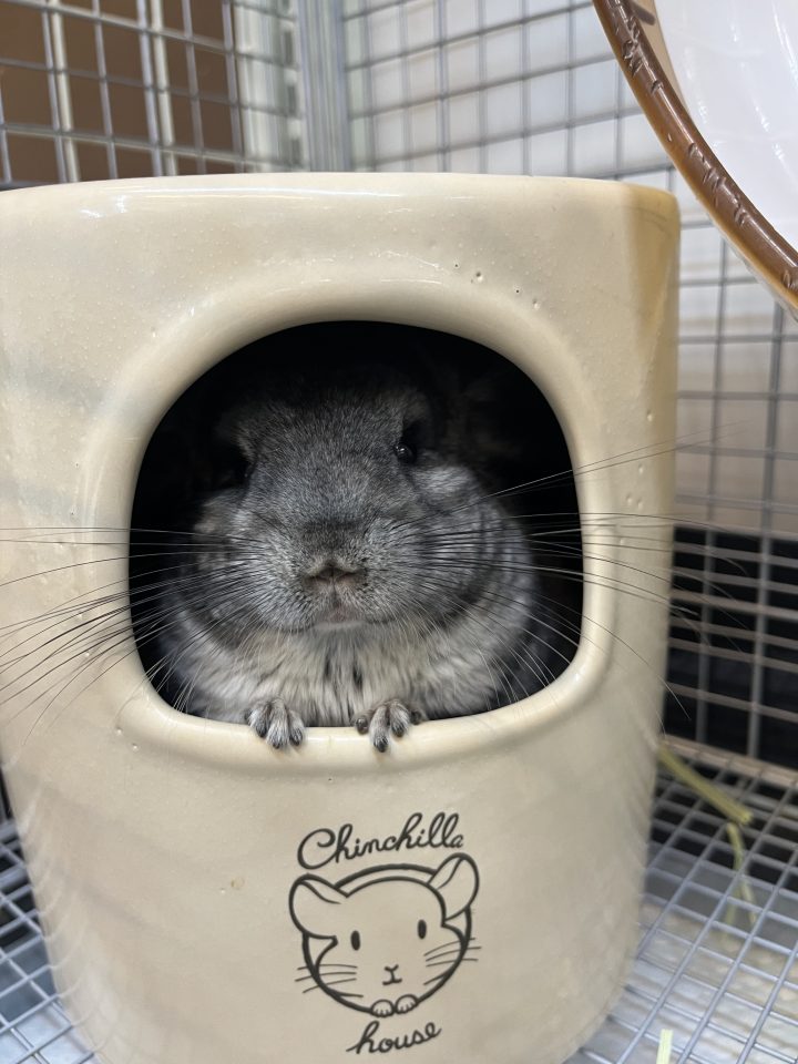 チンチラグレー入荷