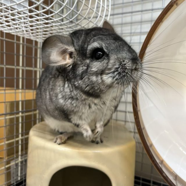 チンチラグレー入荷