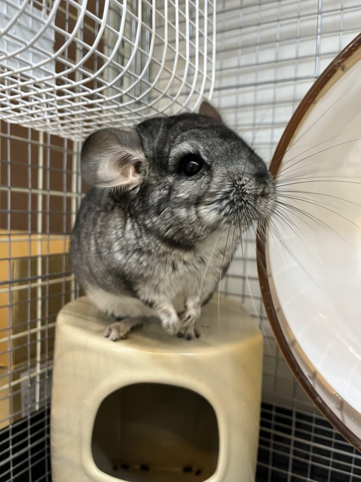 チンチラグレー入荷