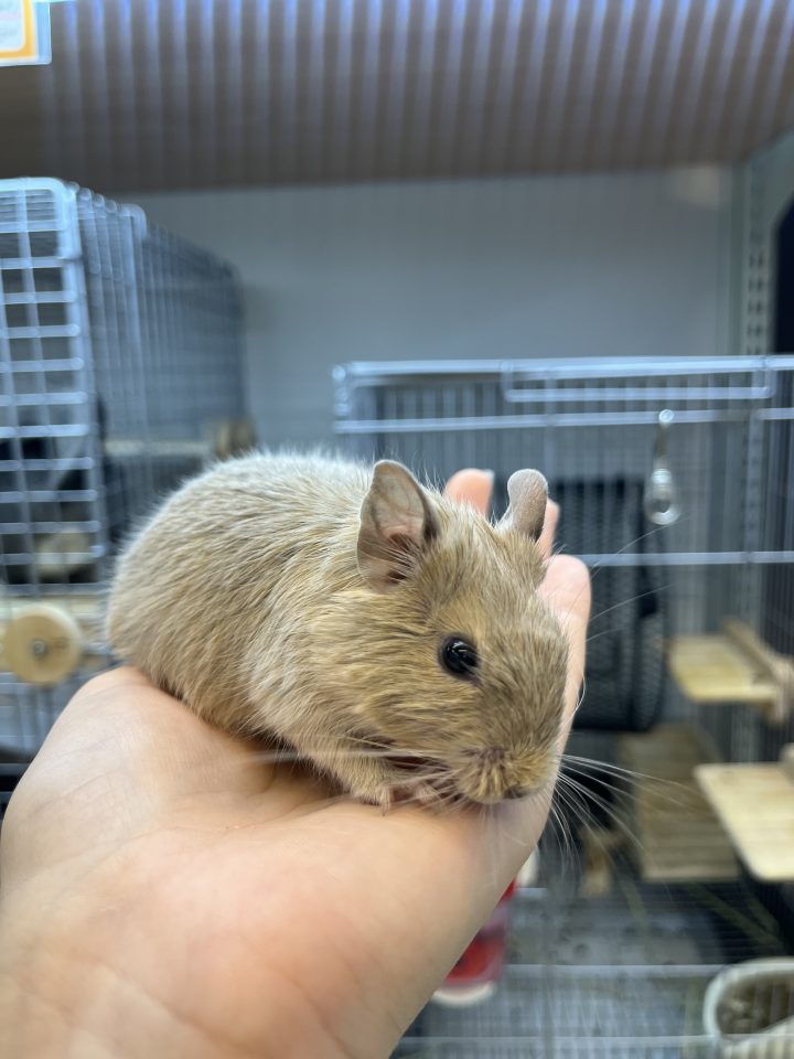 デグーサンド入荷