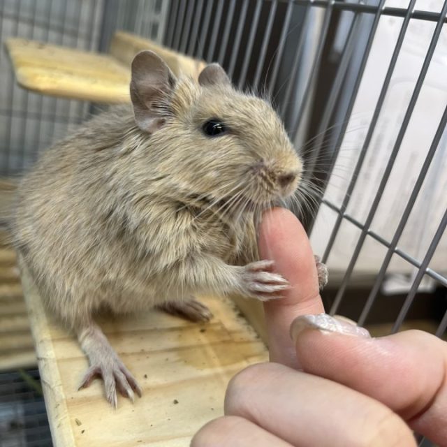 デグーサンド入荷