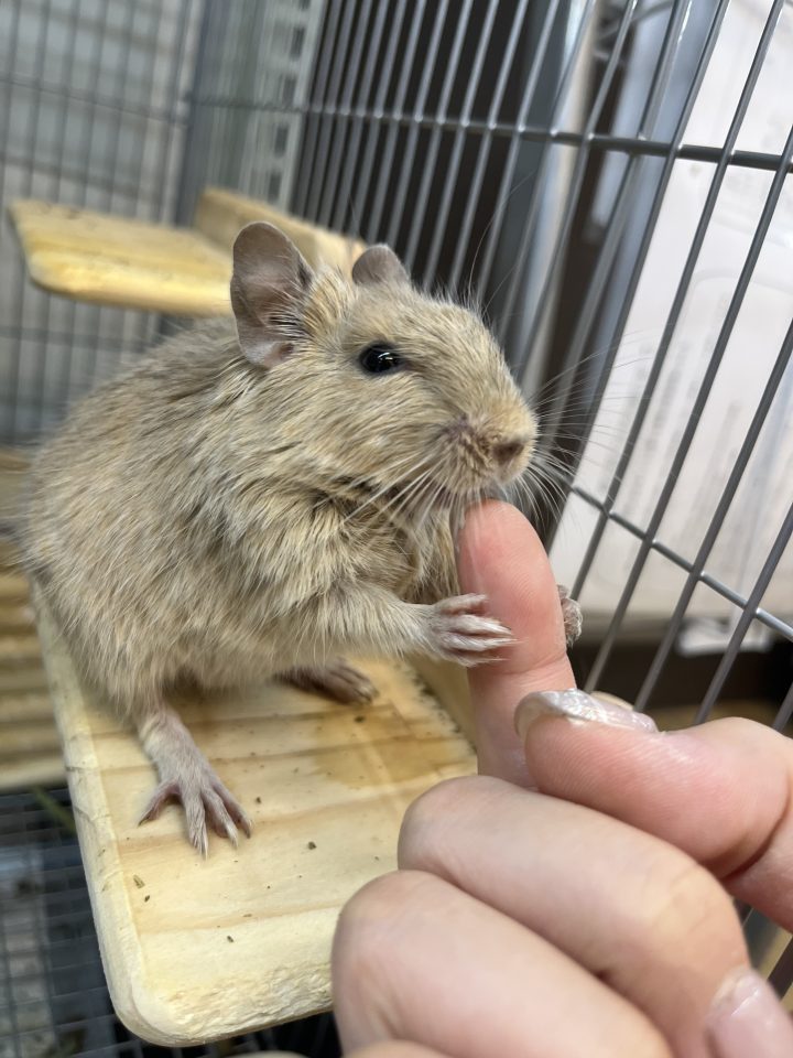 デグーサンド入荷