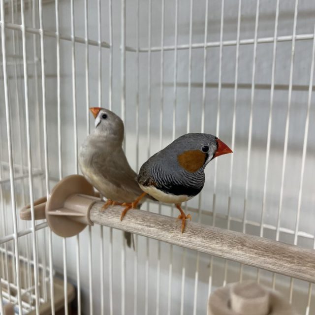 キンカチョウ　ペア入荷