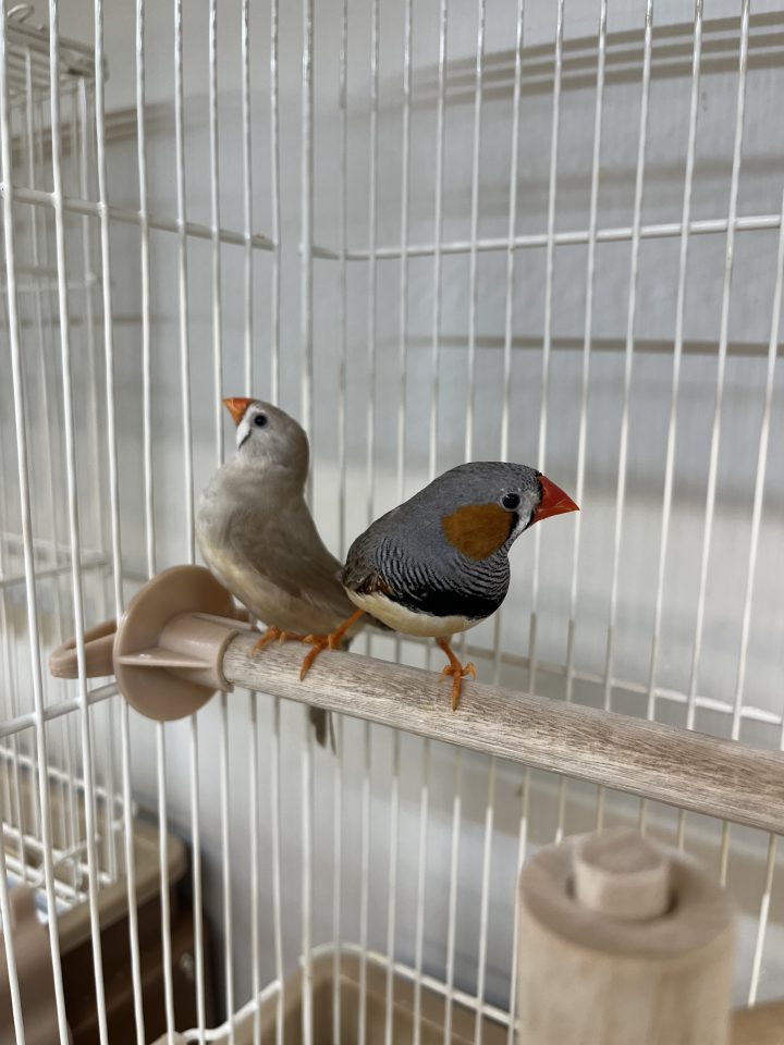 キンカチョウ　ペア入荷