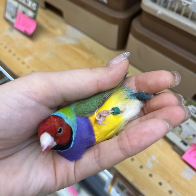 コキンチョウ入荷