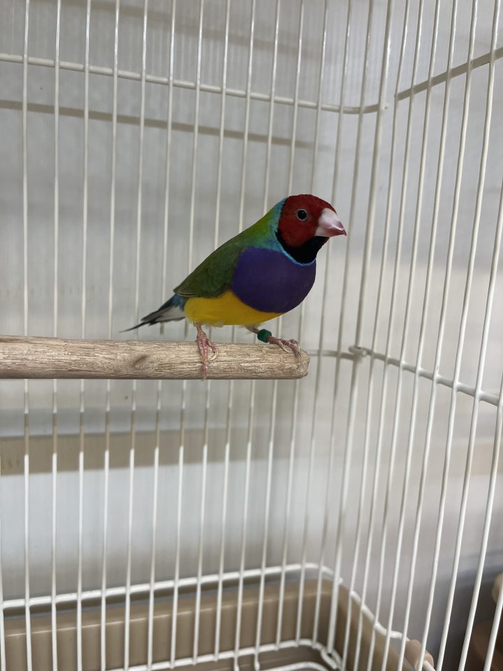 コキンチョウ入荷