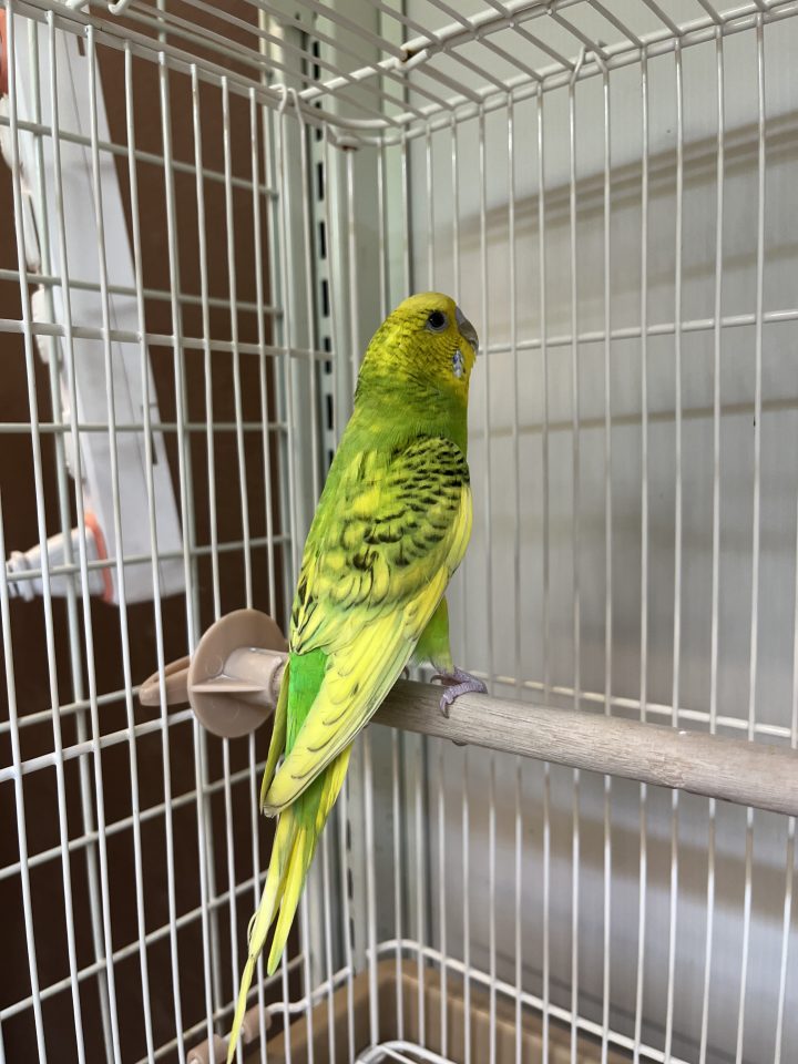 セキセイインコ 若〜親鳥入荷