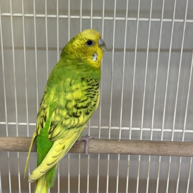 セキセイインコ　若〜親鳥入荷　