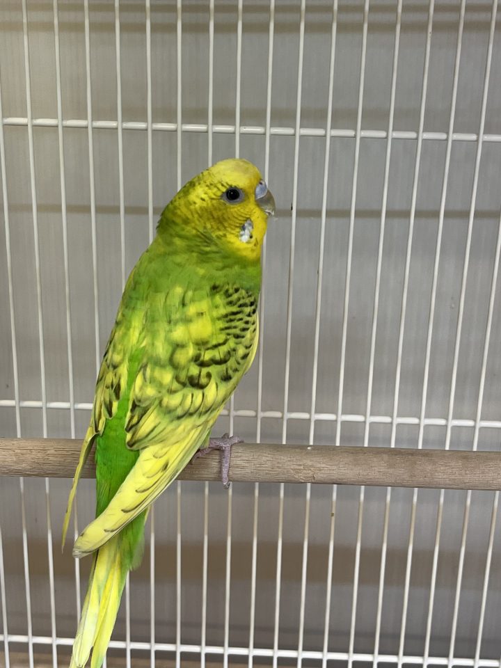 セキセイインコ 若〜親鳥入荷