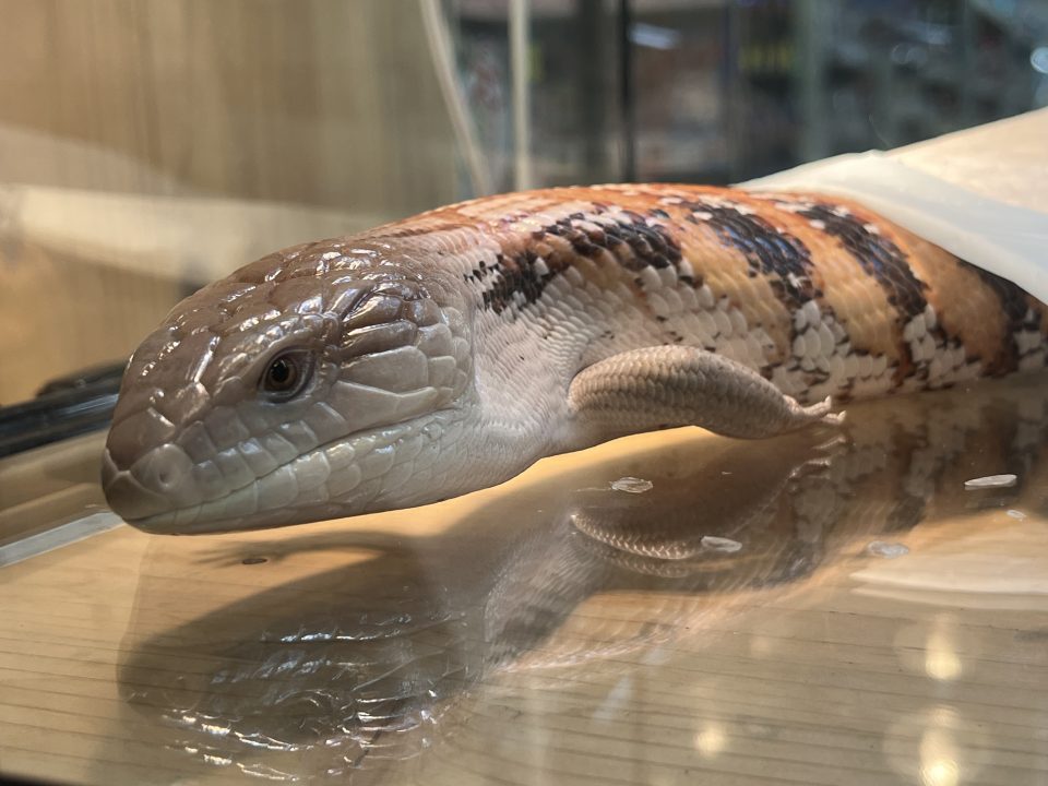 キタアオジタトカゲCB入荷