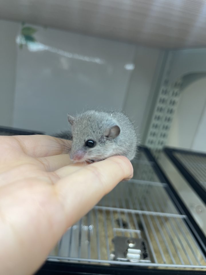 アフリカヤマネ　入荷