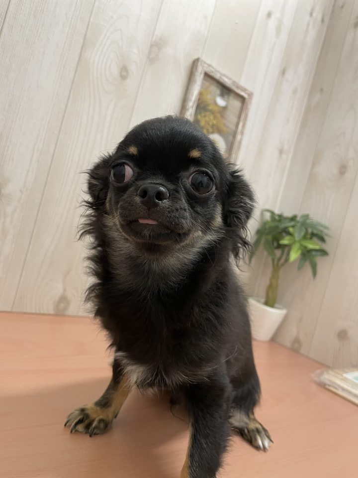 7-D8-86 チワワ(ロング)