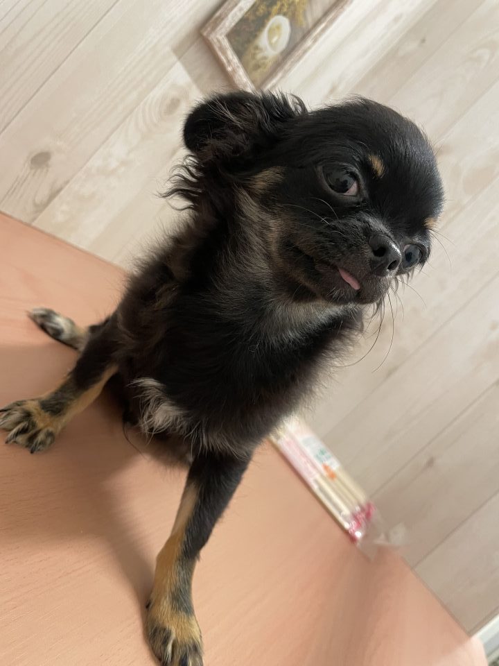 7-D8-86 チワワ(ロング)