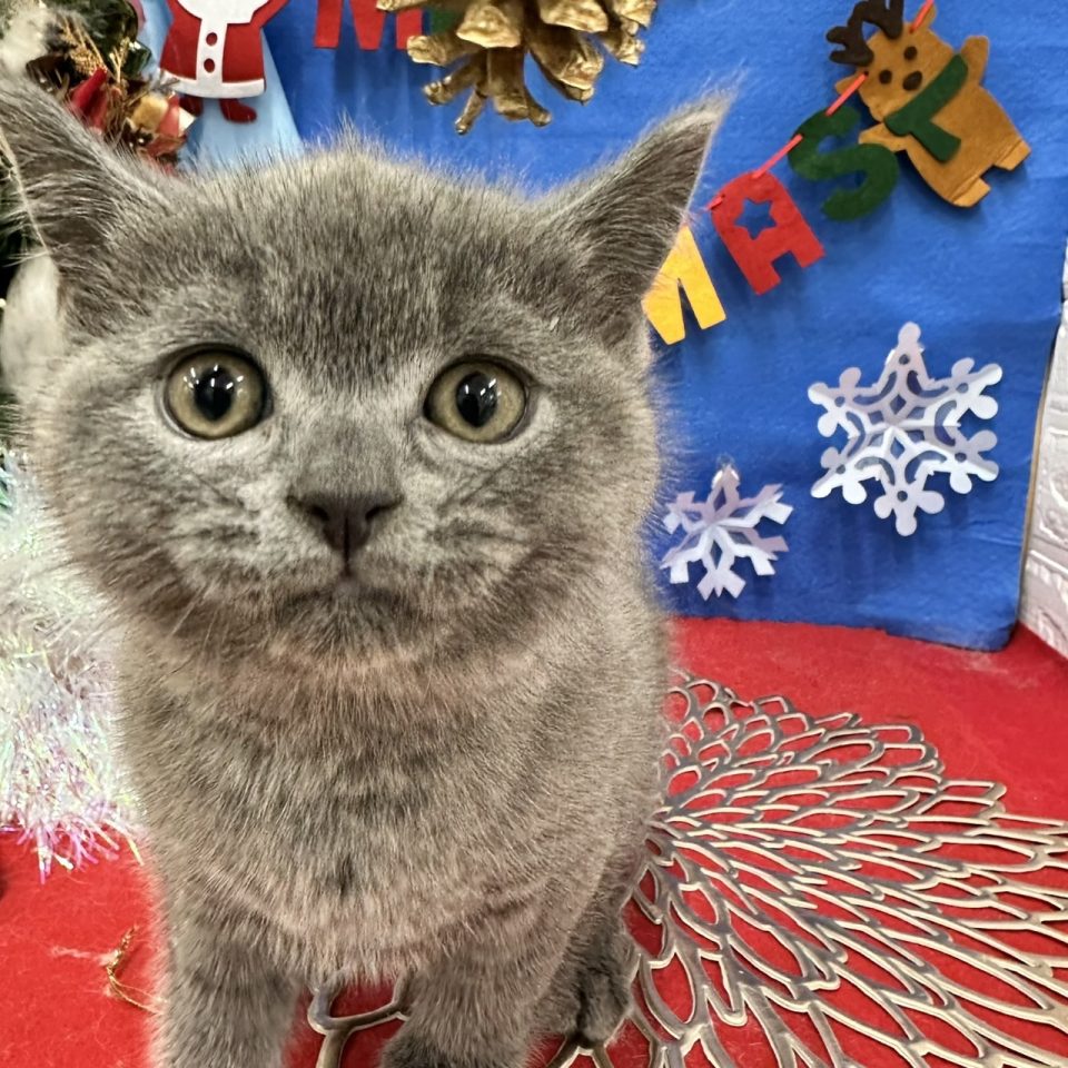 (7-C12-51)ブリティッシュ