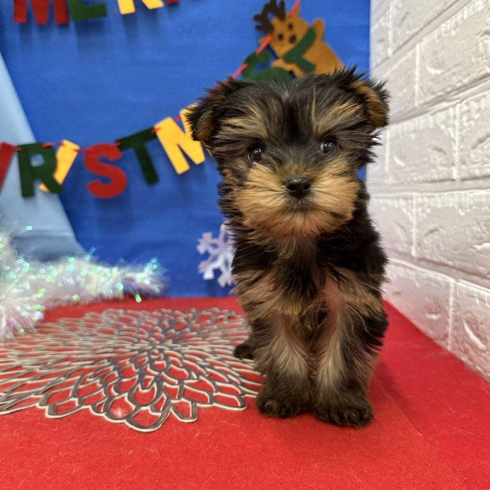 (7-D12-133)ヨークシャーテリア