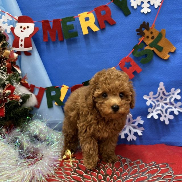 (7-D12-138)トイプードル