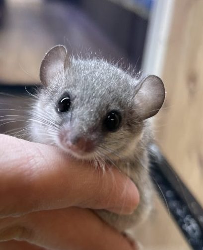 アフリカヤマネ　入荷