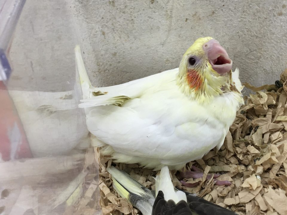オカメインコ　ルチノー入荷