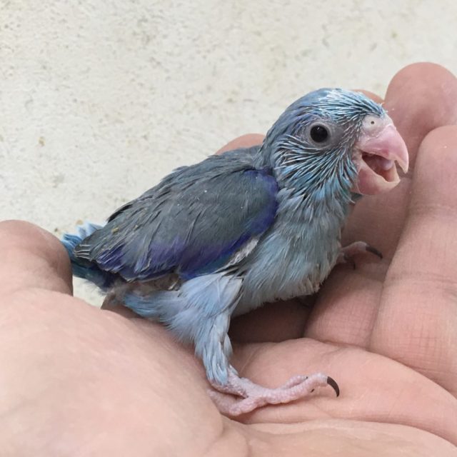 マメルリハ入荷