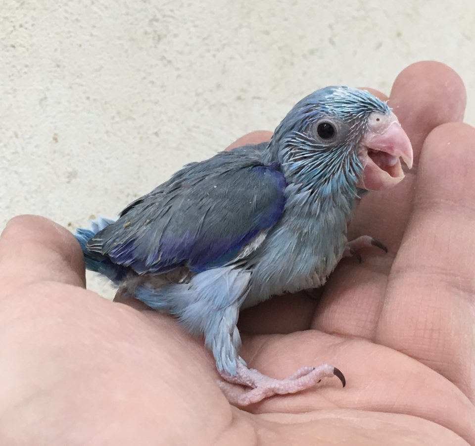 マメルリハ入荷